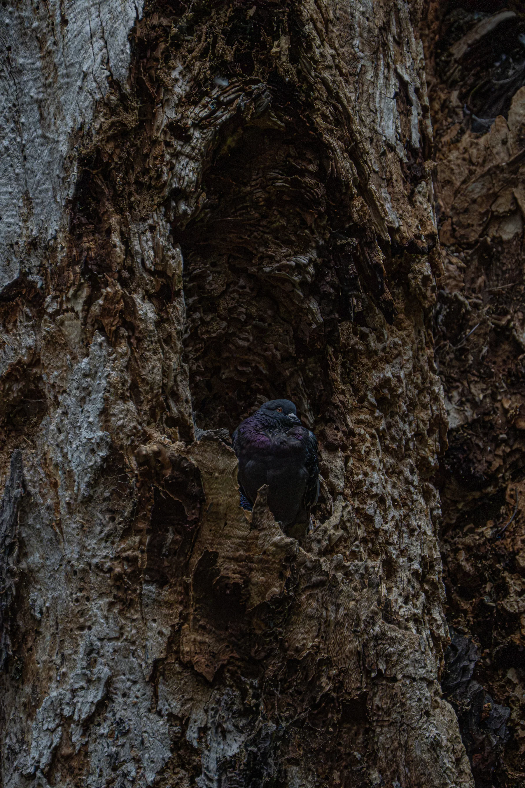 Pigeon resting in a hollow tree, photographed by Mark Juresh